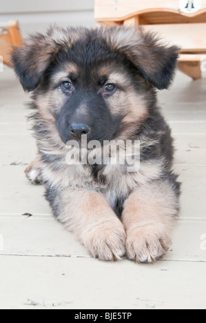 German shepherd puppy, nine (9) weeks old, laying on deck, portrait Stock Photo