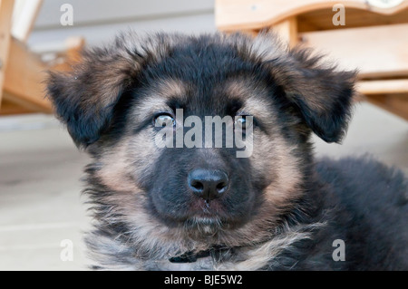 German shepherd puppy, nine (9) weeks old, portrait Stock Photo