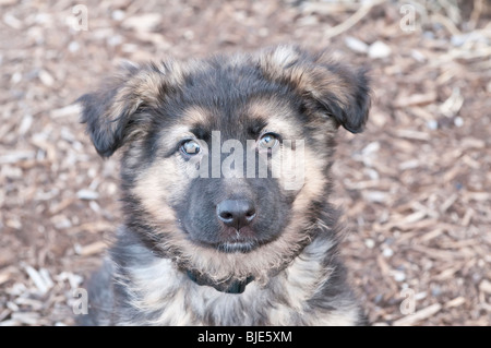German shepherd puppy, nine (9) weeks old, portrait Stock Photo