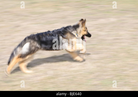 German shepherd, Canis lupus familiaris, long-haired puppy, 19 weeks old