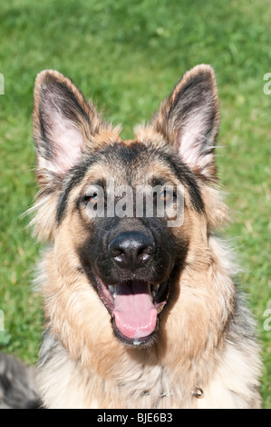 German shepherd, Canis lupus familiaris, long-haired puppy, 9 months old Stock Photo
