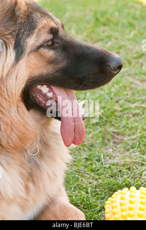 German shepherd, Canis lupus familiaris, nine (9) months old, resting. Stock Photo
