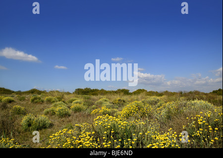 Asteraceae, Helichrysum stoechas yellow flowers under blue sky, nature Stock Photo