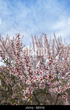 Almond flower trees field in spring season pink white flowers Stock Photo