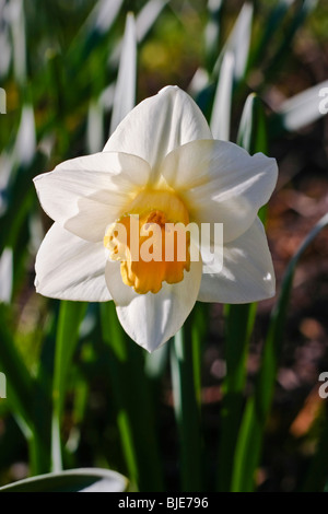 White daffodil flower close-up Stock Photo