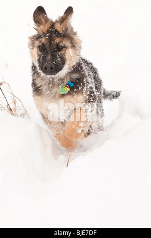 German shepherd, Canis lupus familiaris, long-haired puppy, 14 weeks, running in snow Stock Photo