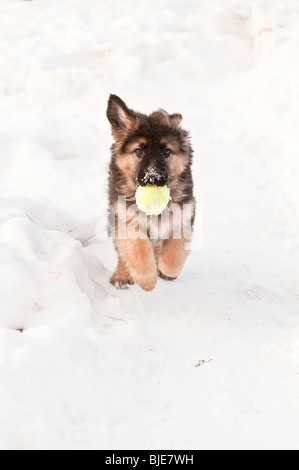 German shepherd, Canis lupus familiaris, long-haired puppy, 10 weeks, running in snow, with tennis ball Stock Photo