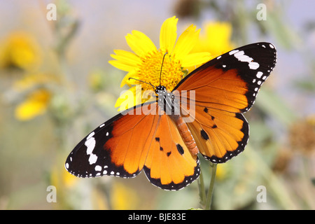 Plain Tiger (Danaus chrysippus) AKA African Monarch Butterfly shot in Israel, October Stock Photo