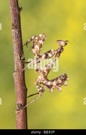 Praying mantis (Blepharopsis mendica) Stock Photo