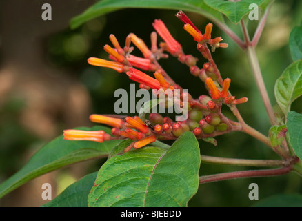 Firebush, Hummingbird Bush (Hamelia patens), flowering twig. Stock Photo