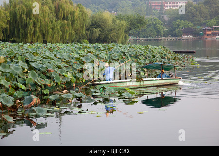 Workers attending to lotus plants on lake in Xi Hu, West Lake, Hangzhou, China Stock Photo