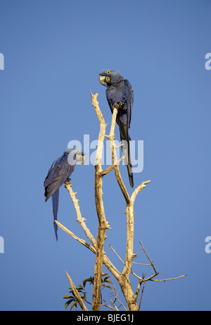 Two Hyacinth Macaws (Anodorhynchus hyacinthinus) sitting on branch, Pantanal, Mato Grosso, Brazil, side view Stock Photo