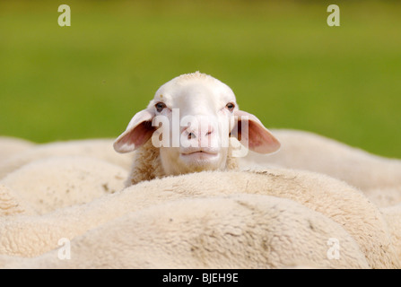 Sheep (Ovis orientalis aries) looking above the backs of the flock Stock Photo