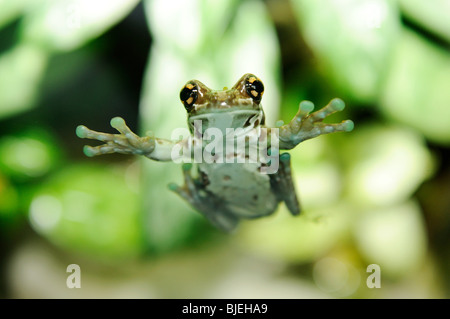 Amazon Milk Frog (Trachycephalus resinifictrix) sitting on a pane, low angle view Stock Photo