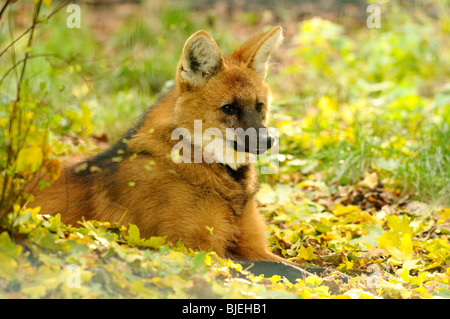 Maned Wolf (Chrysocyon brachyurus) lying on foliage, zoological garden of Augsburg, Germany Stock Photo