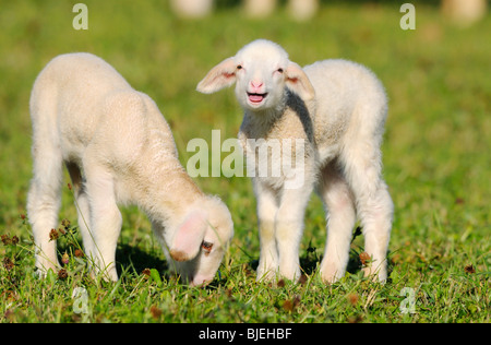Two sheep (Ovis orientalis aries) on a meadow, Bavaria, Germany Stock Photo