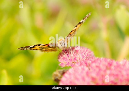 Painted lady butterfly (Vanessa cardui) sitting on a blossom, close-up Stock Photo