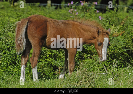 Welsh pony  bright bay foal taken on The Gower, Wales Stock Photo