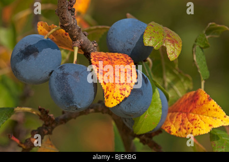 Bullace Plum, Damson Plum (Prunus domestica ssp. insititia, Prunus ...