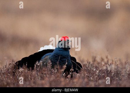 Black grouse (Lyrurus tetrix) in meadow, South Sweden Stock Photo