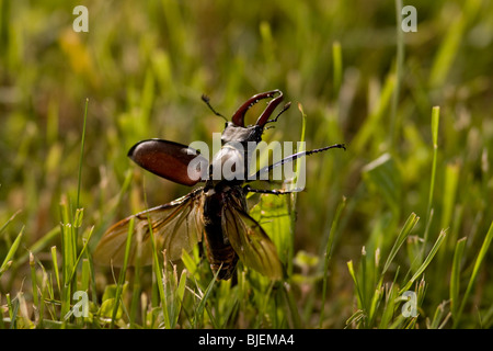 Stag beetle (Lucanus cervus) in grass, Gaggenau, Germany, close-up Stock Photo