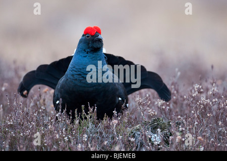 Black grouse (Lyrurus tetrix) courting on a meadow, Sollebrunn, Sweden, front view Stock Photo