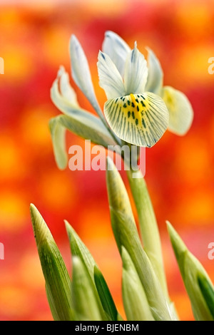Orchid Iris. Iris reticulata harmony (Iris Katharine hodgkin) Stock Photo