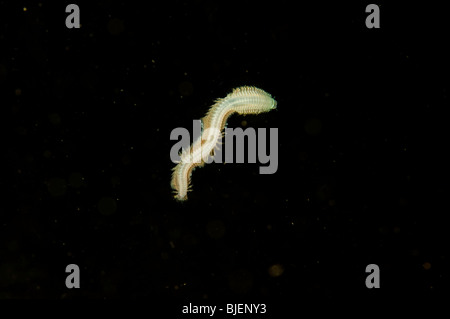 Marine sandworm swimming free in water, Sweden Stock Photo