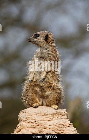 Solitary Meerkat standing on a rock looking out Stock Photo