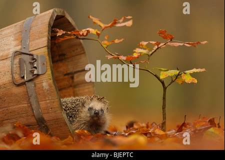 Hedgehog (Erinaceus europaeus) in a garden foraging in Beech leaves, Netherlands. Stock Photo