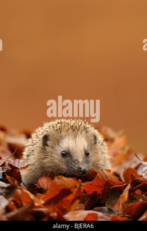 Hedgehog (Erinaceus europaeus) foraging amongst autumn leaves at dusk, Netherlands. Stock Photo