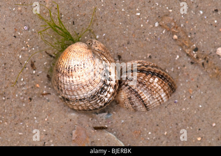 Common Cockle (Cerastoderma edule, Cardium edule). Two individuals exposed by receeding tide. Stock Photo