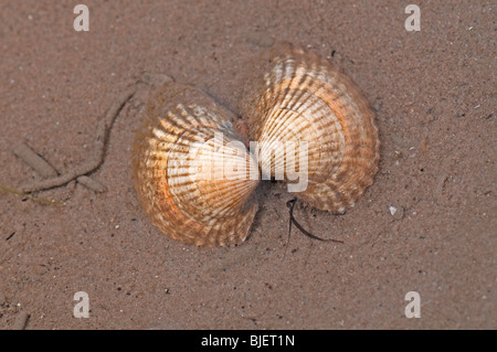 Common Cockle (Cerastoderma edule, Cardium edule), shells on sand. Stock Photo