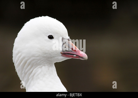 Close Up Of Head And Neck Of Ross' Snow Goose Chen caerulescens at Martin Mere WWT, Lancashire UK Stock Photo