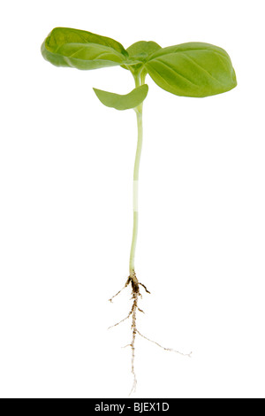 Roots on basil herb plant hi res stock photography and images