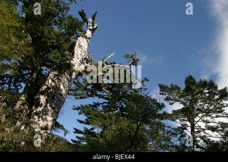 Virgin ancient cedar forest on Yakushima Island, Japan Stock Photo