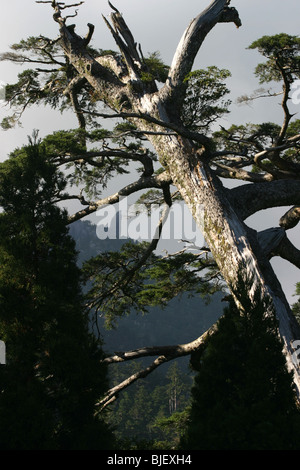 The 40metre high Tenchuseki boulder, on top of Tatchudake mountain, Yakushima Island, Japan. Stock Photo