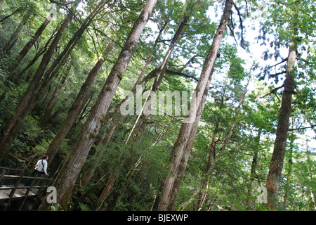 Virgin ancient cedar forest on Yakushima Island, Japan Stock Photo