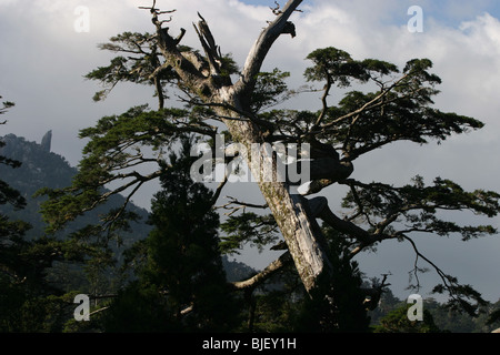 The 40metre high Tenchuseki boulder, on top of Tatchudake mountain, amidst ancient cedar forestry, Yakushima Island, Japan. 22.1 Stock Photo