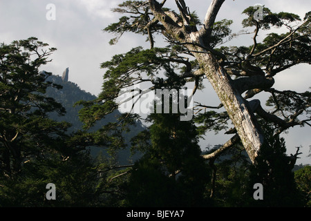 The 40metre high Tenchuseki boulder, on top of Tatchudake mountain, Yakushima Island, Japan. Stock Photo