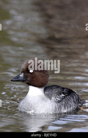 Female Common Goldeneye Bucephala clangula at Martin Mere WWT, Lancashire UK Stock Photo