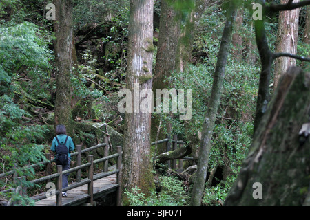 Virgin ancient cedar forest on Yakushima Island, Japan Stock Photo