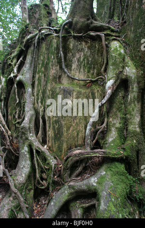 Virgin ancient cedar forest on Yakushima Island, Japan Stock Photo