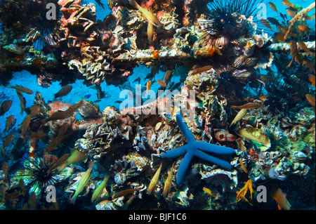 Malapascua manifold versatile multiplex life on artificial built reef fish starfish sea urchin under water underwater dive diver Stock Photo