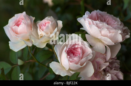 Rose, Rosa MORDEN BLUSH, PINK Stock Photo