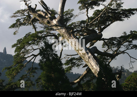 The 40metre high Tenchuseki boulder, on top of Tatchudake mountain, Yakushima Island, Japan. Stock Photo