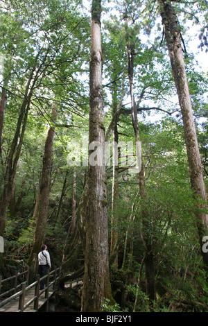 Virgin ancient cedar forest on Yakushima Island, Japan Stock Photo