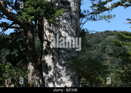 Virgin ancient cedar forest on Yakushima Island, Japan Stock Photo