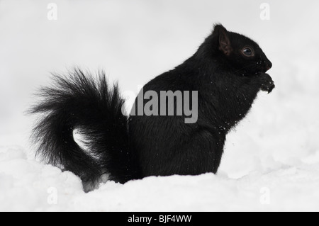GREY SQUIRREL (Sciurus carolinensis) black phase feeding in snow Stock Photo