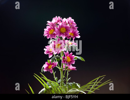 Backlit flower heads Stock Photo